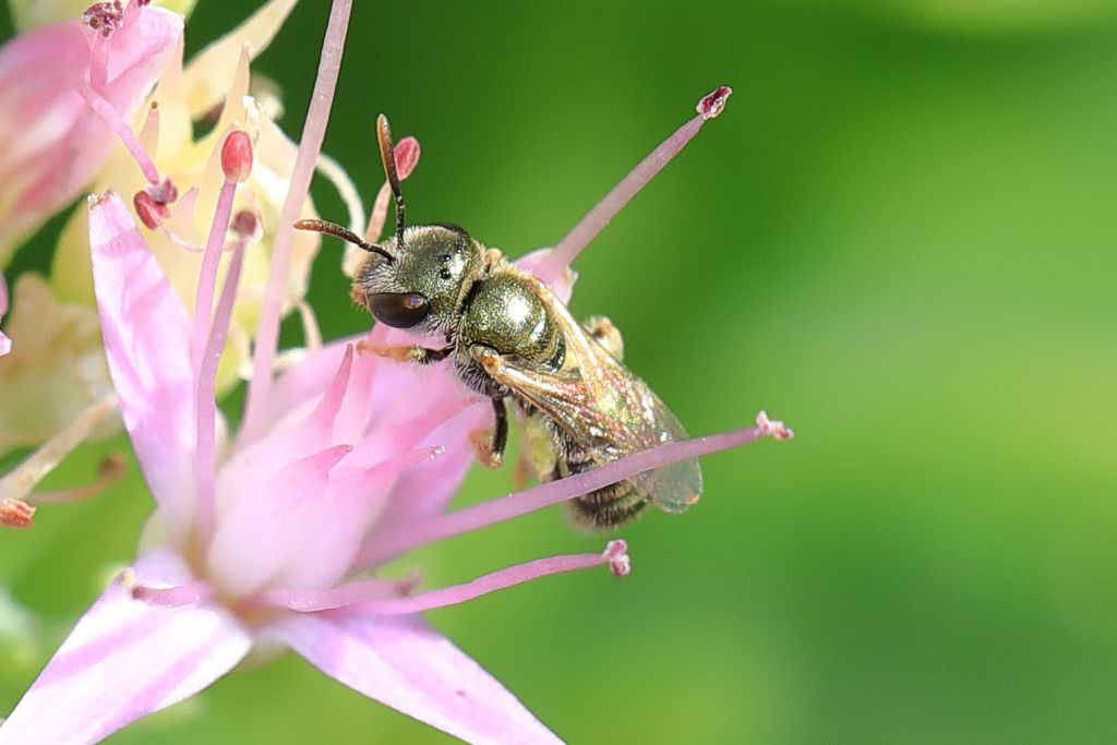 Apidae Halictinae: Seladonia [= Halictus (Seladonia)] sp., femmina